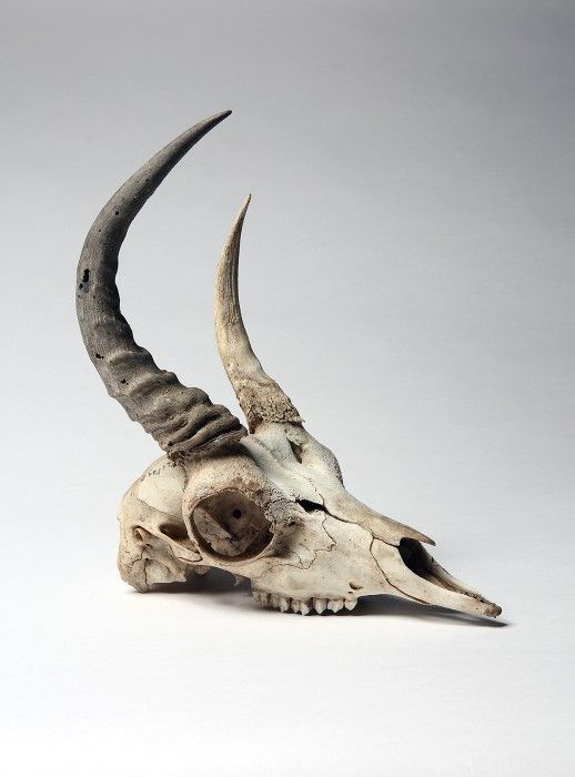 an animal skull with long horns on a white background