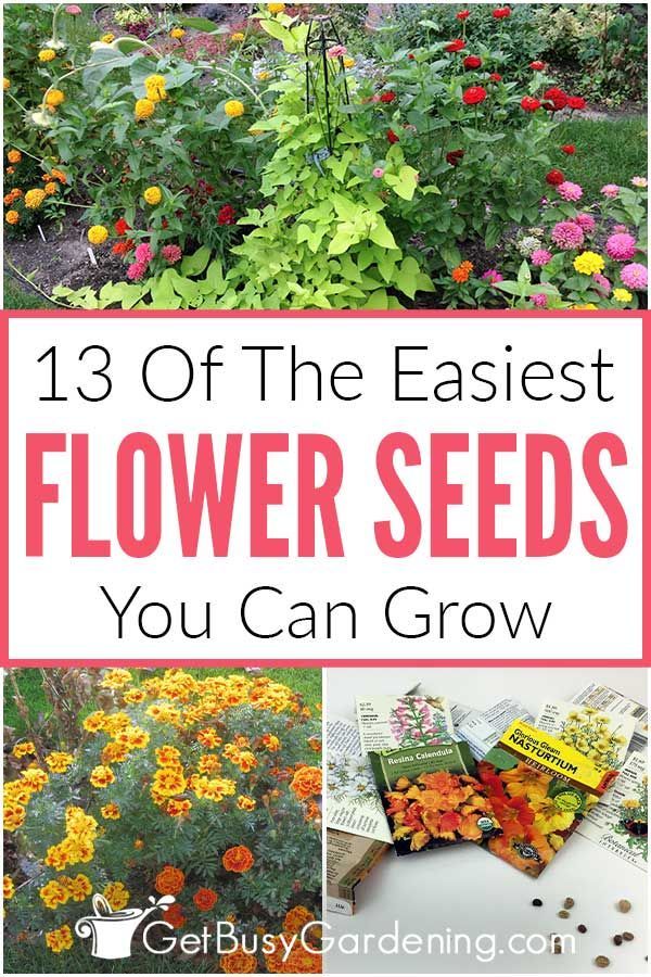 flowers that are growing in the garden with text overlaying it reads 13 of the fastest flower seeds you can grow