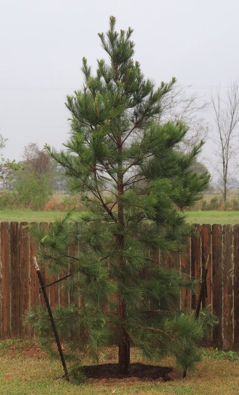 a tall pine tree sitting in the middle of a yard next to a wooden fence