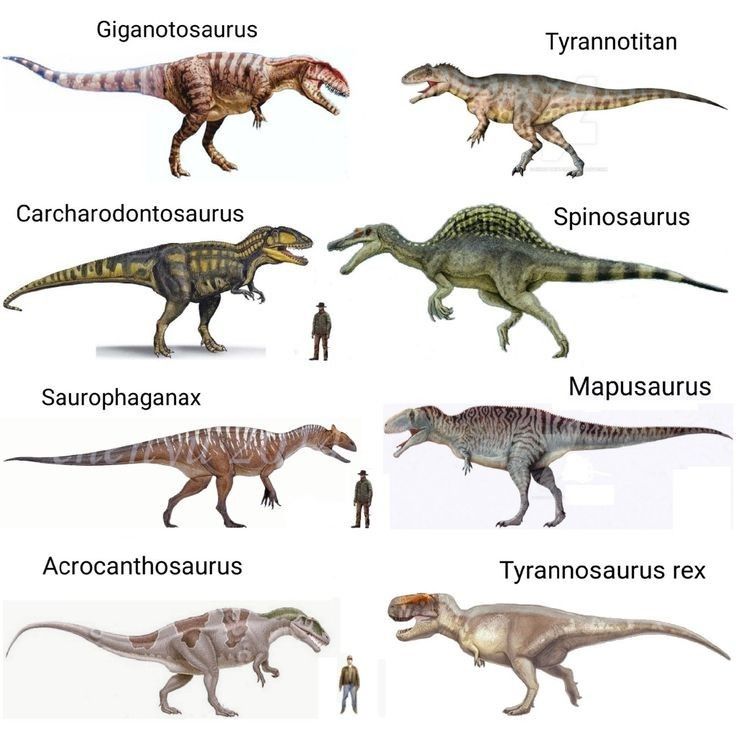 the different types of dinosaurs are shown in this image, including tyransauruss and ty