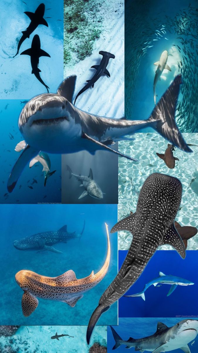 several different types of sharks swimming in the ocean