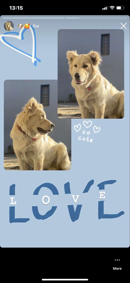 two dogs sitting next to each other with the words love on it's side