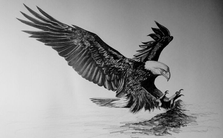 a drawing of an eagle with its wings spread out and it's head in the water