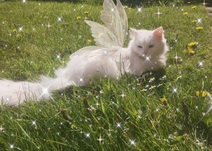 a white cat laying on top of a lush green field next to a fairy tinker