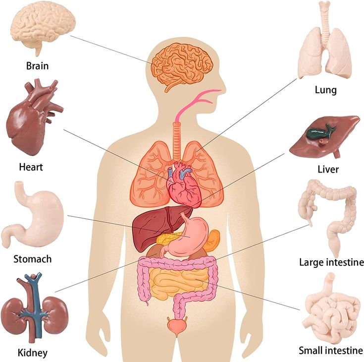 diagram of the human body organs and their major structures including the liver, lungs, stomach, bronchles