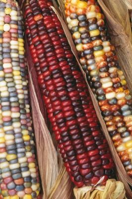 corn on the cob with red, yellow and green kernels in wooden box