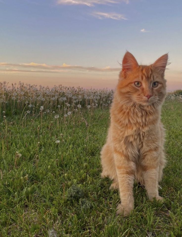 an orange cat sitting on top of a lush green field