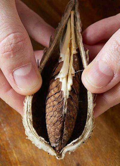 a person holding an open seed pod in their hand on top of a wooden table