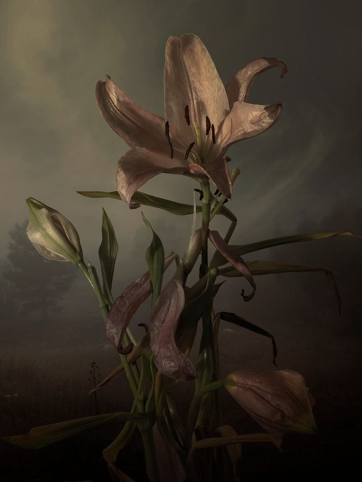 a flower that is growing out of the ground in front of a dark sky with clouds