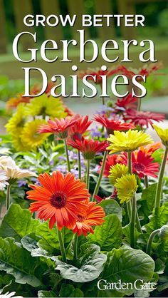 the cover of grow better gerber daisies by catalen gaff, with colorful flowers in the foreground