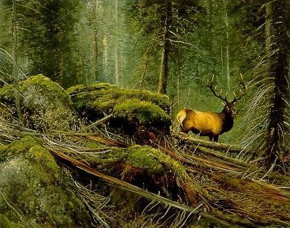 a painting of a deer in the woods with mossy rocks and trees around it