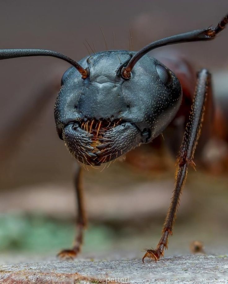 a close up view of an insect with long legs and large antennae, it is looking down at the ground