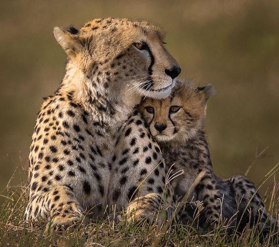 two cheetah cubs cuddle together in the grass