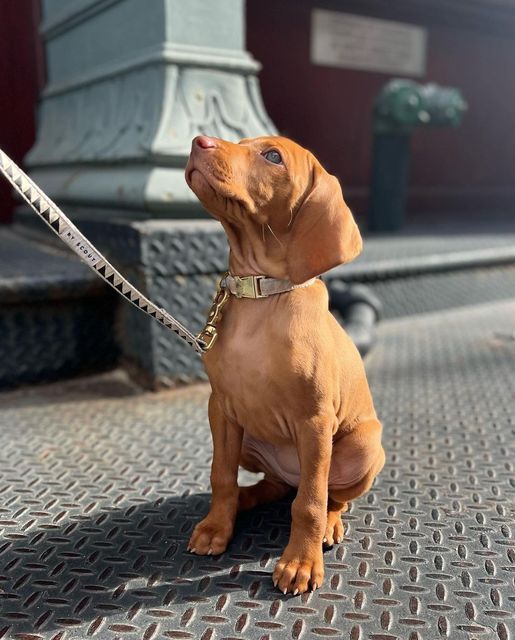 a small brown dog sitting on top of a brick floor next to a metal pole