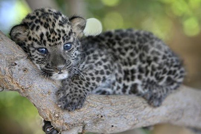 a small leopard cub sitting on top of a tree branch