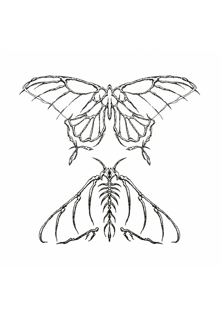 a drawing of a butterfly with wings spread out and two large, long legs on it's back