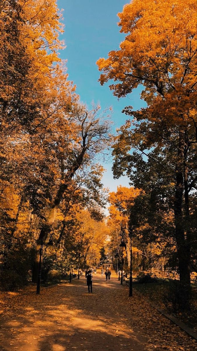 two people walking down a path surrounded by trees with yellow leaves on it and blue sky in the background