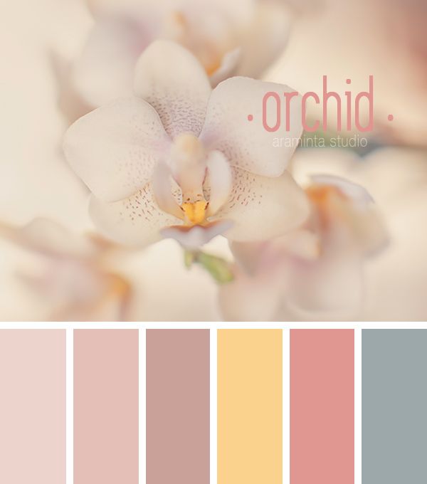 an orchid color palette with the words orchid on it