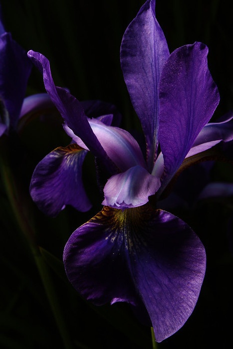 purple flowers are blooming in the dark