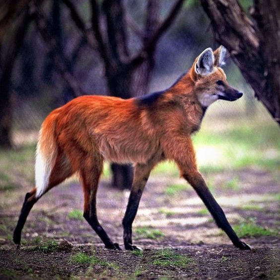 a red fox is walking through the woods