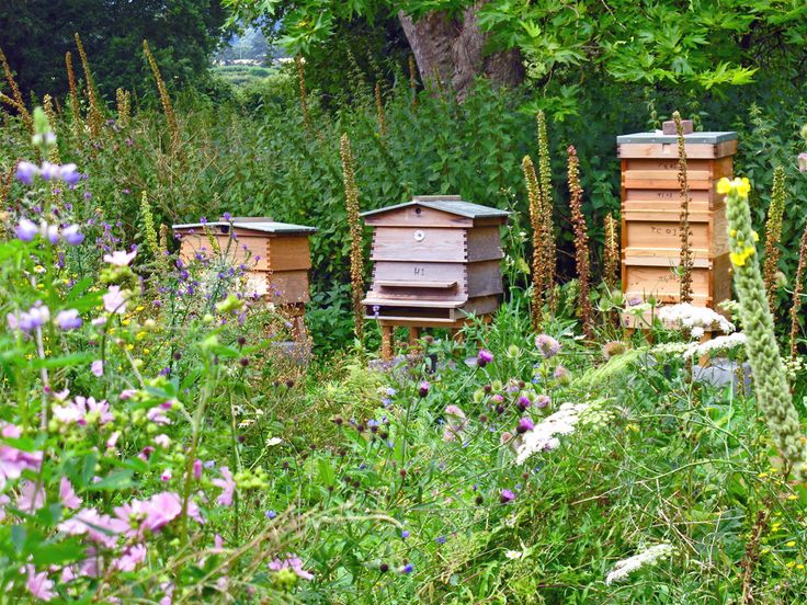 three beehives in the middle of a field with wildflowers and trees