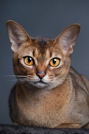 a close up of a cat on a bed looking at the camera with an intense look