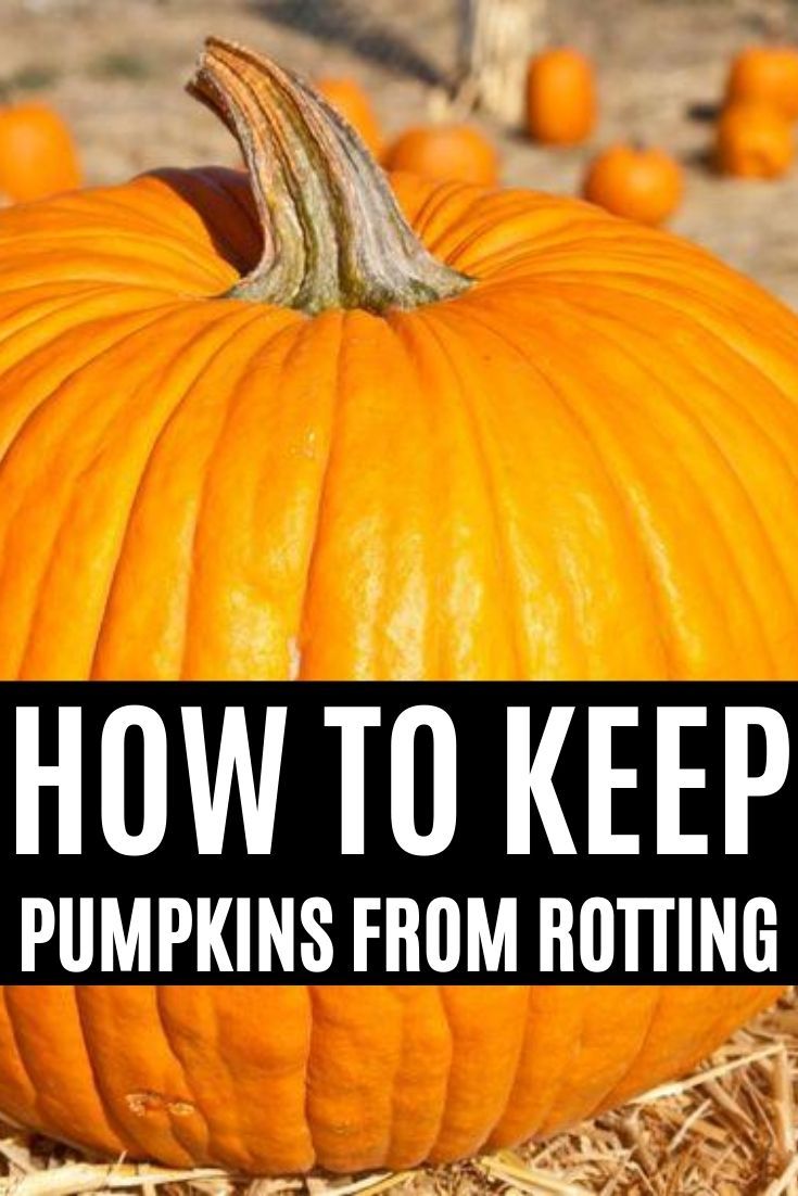 a pumpkin with the words how to keep pumpkins from rotting