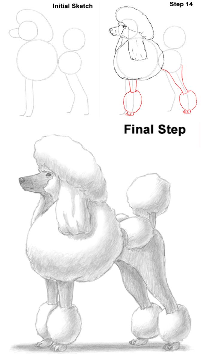 how to draw poodle step by step