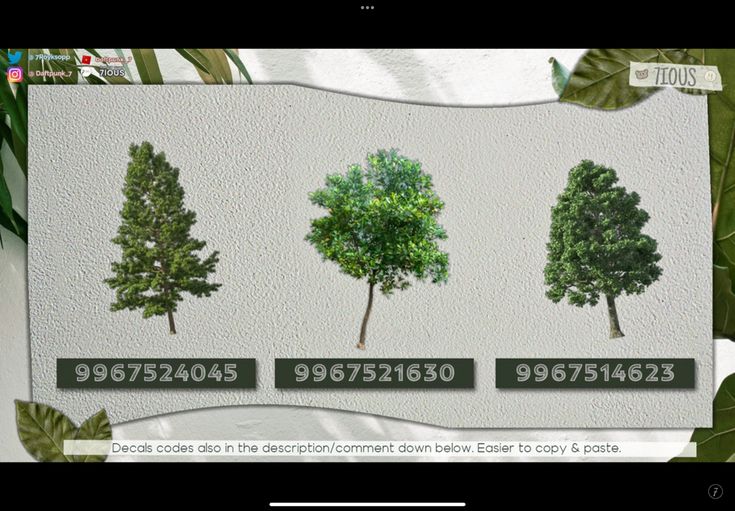 four different types of trees are shown on the screen