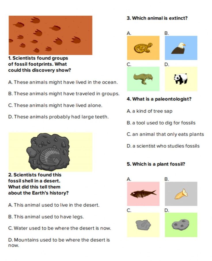 an animal's life cycle worksheet with pictures and words to help students understand what animals are