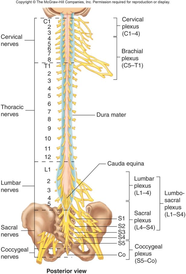 this diagram shows the nervous system