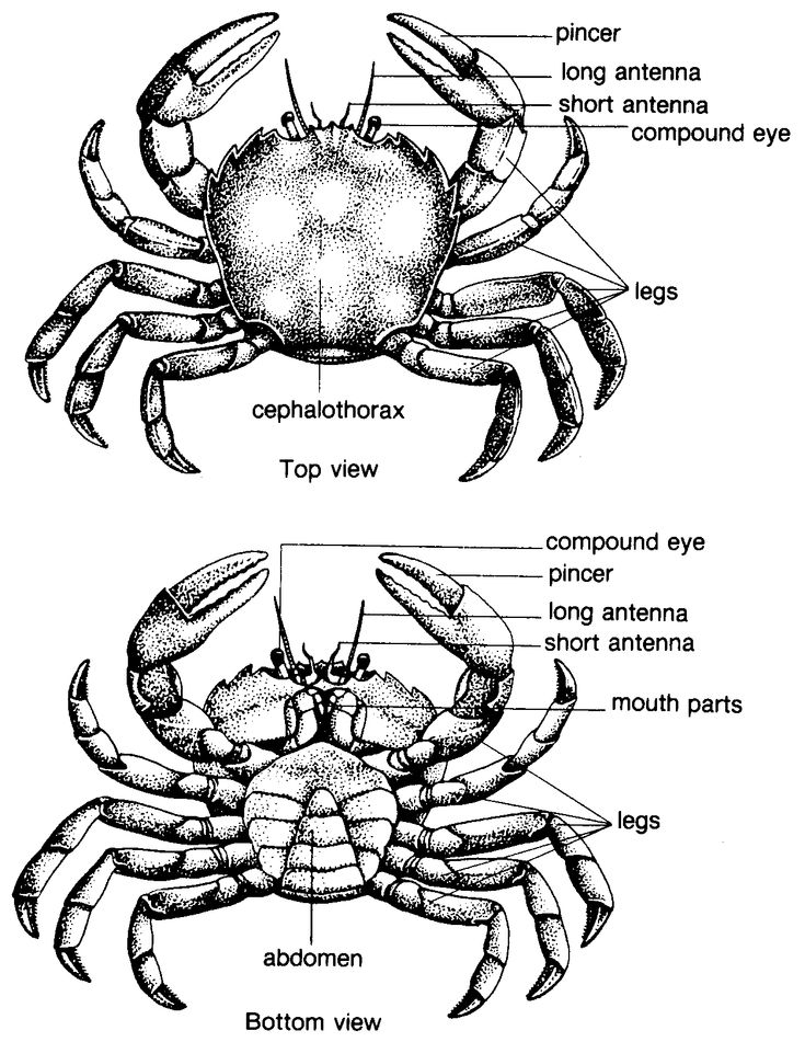 the anatomy of a crab and its parts