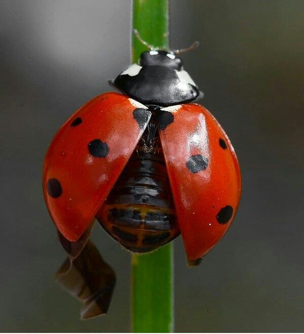 a lady bug sitting on top of a green plant