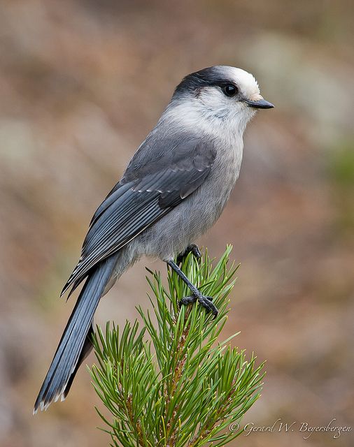 a gray and white bird perched on top of a pine tree branch in front of a blurry background