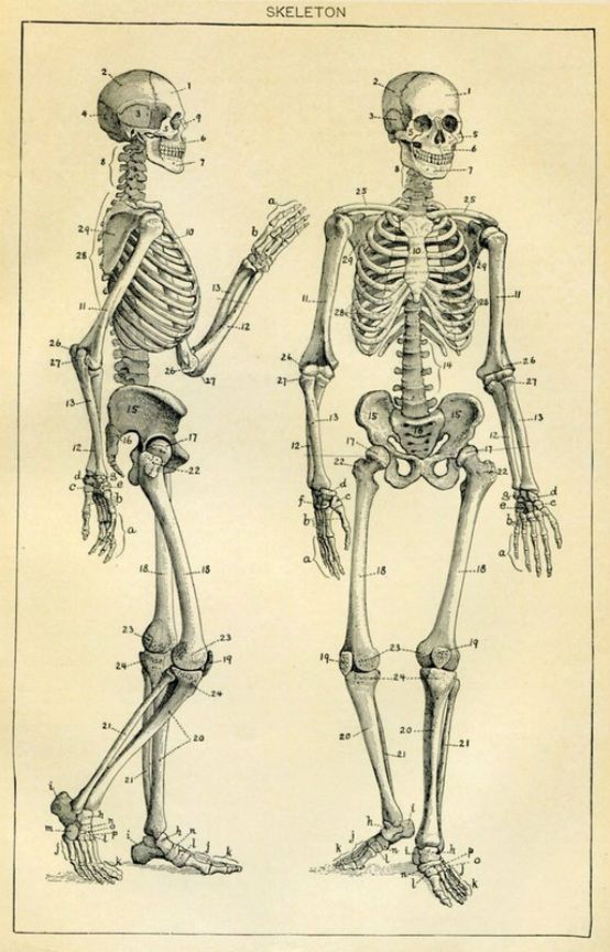 an old diagram of the human skeleton