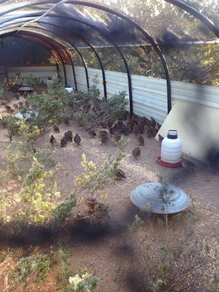 an outdoor area with various plants and animals in it, including birds on the ground