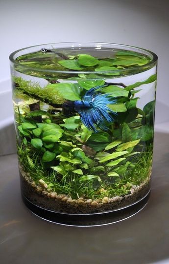 an aquarium filled with green plants and water