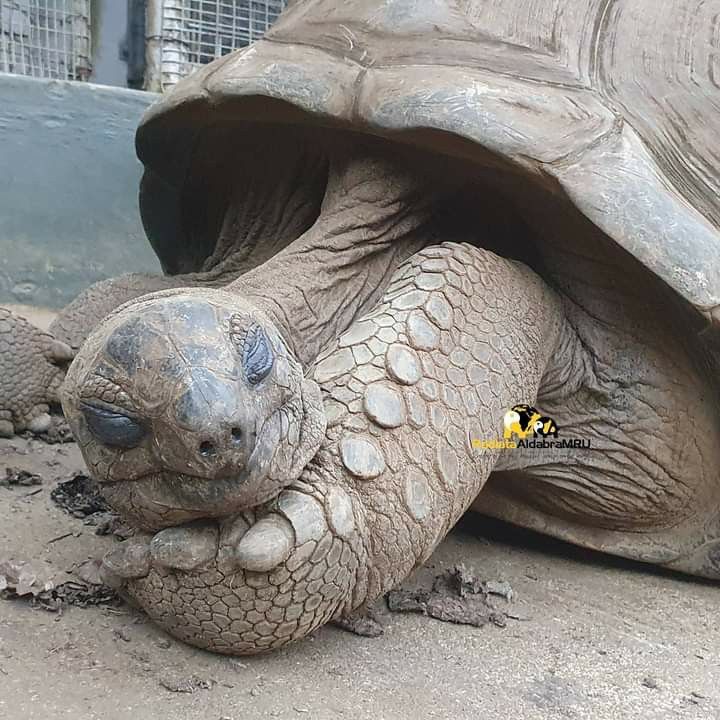 a large turtle laying on the ground with its head under it's arm and eyes open