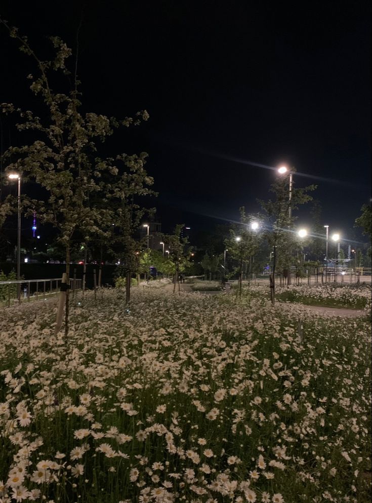 an empty park at night with flowers in the foreground and street lights above it