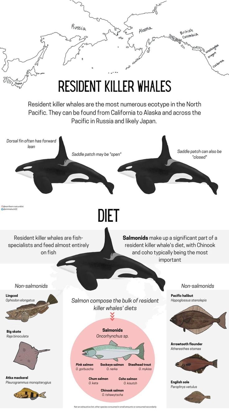 an info sheet shows the different types of whales and other marine animals in their natural habitat