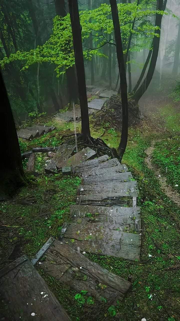 a wooden path in the middle of a forest filled with green plants and trees on a foggy day