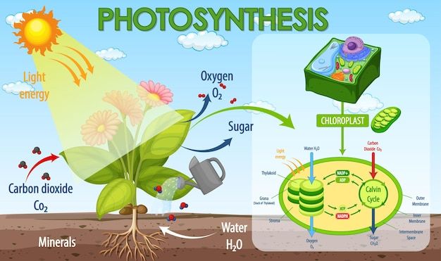 the diagram shows photosynthss and their functions in plant life, including water, sunlight