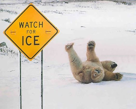 a polar bear laying on its back in the snow next to a sign that says balance poses falling out is half the fun