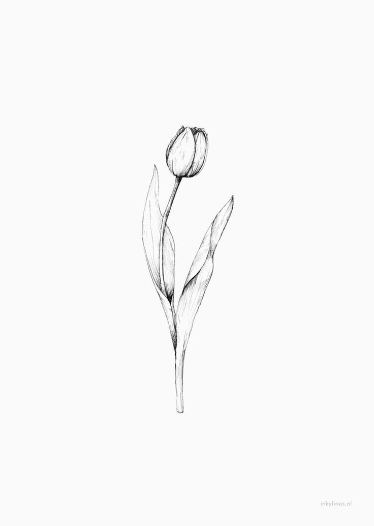 a black and white drawing of two flowers