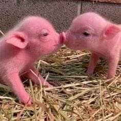 two little pigs are kissing in the hay together on their own farm animals, cute animals, baby pigs, pig pictures, animal pictures, small pigs, person, pinky things, tiny, miniature, stuffed animals, all about