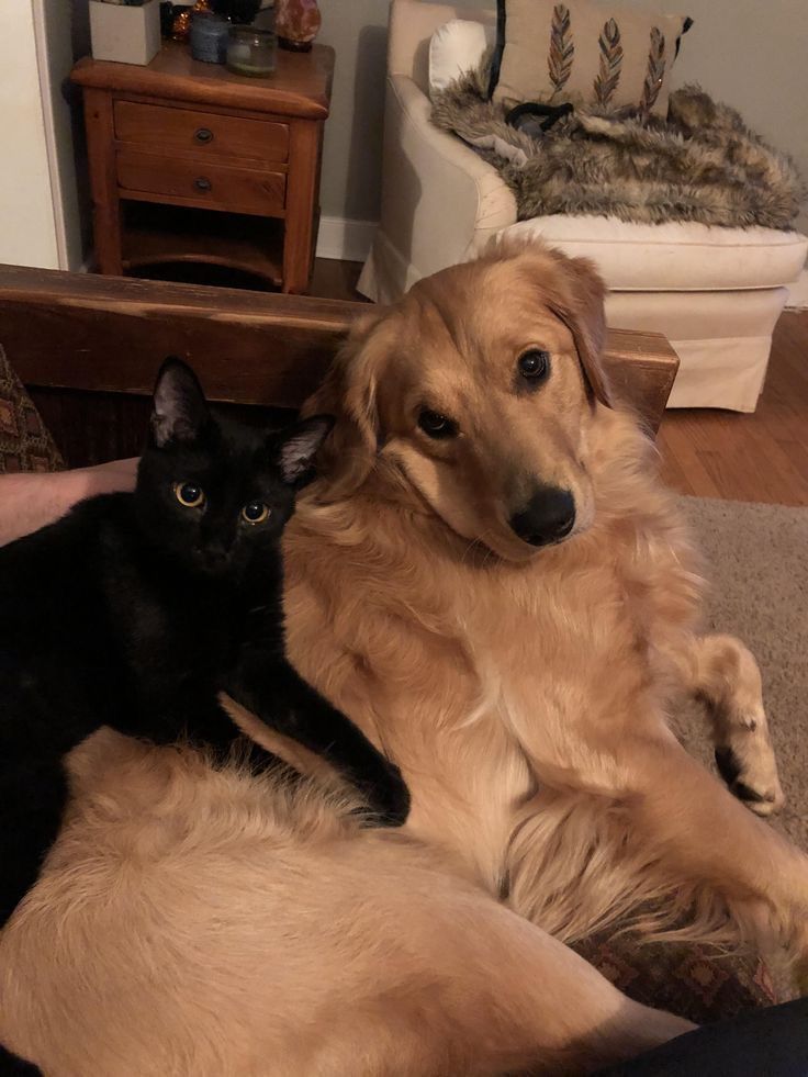 a dog and a cat laying on the floor