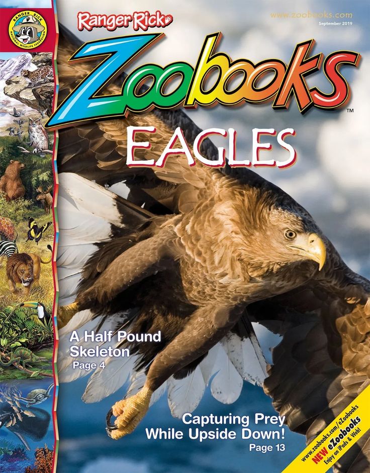 the cover of zoobooks eagles magazine with an eagle in flight and other animals around it