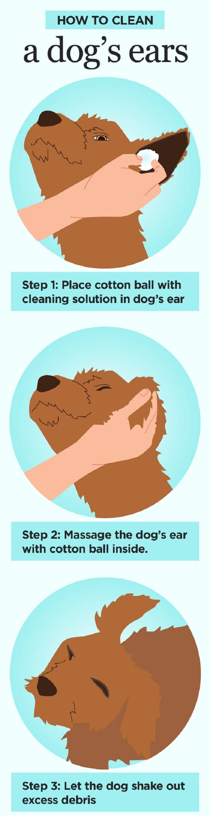 how to clean a dog's ears