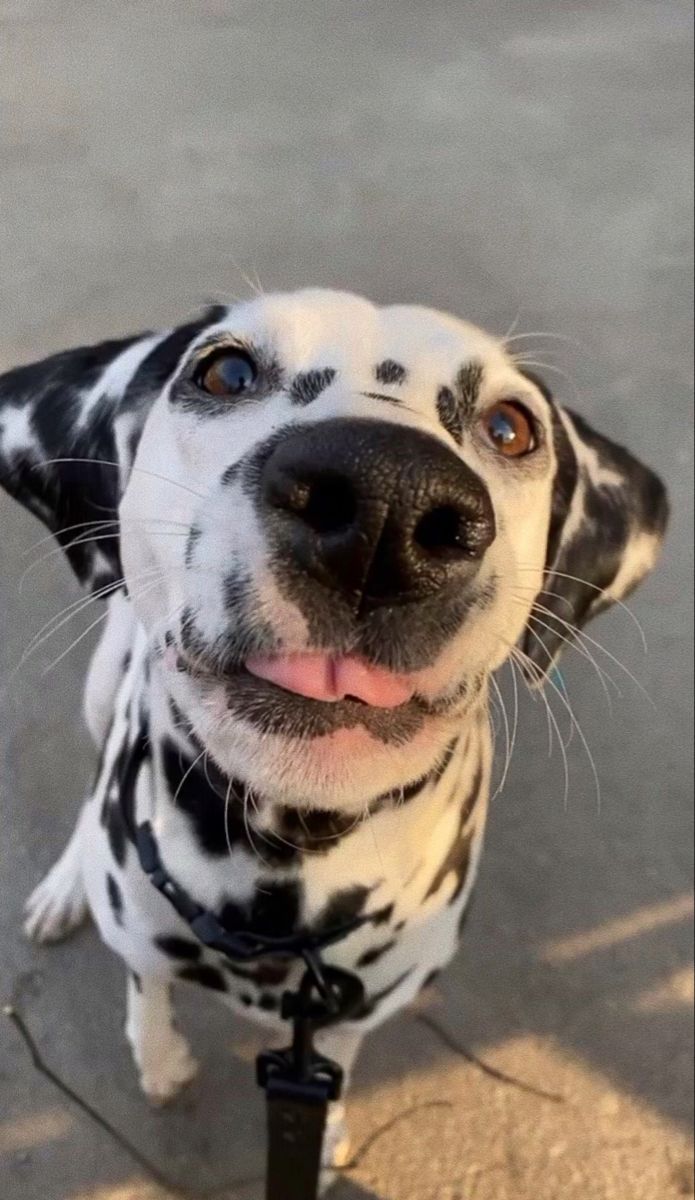 a dalmatian dog with his tongue hanging out and looking up at the camera