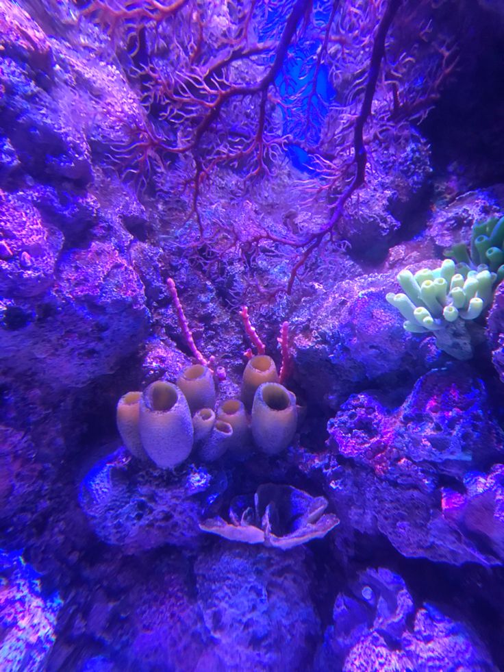 an aquarium filled with lots of different types of corals